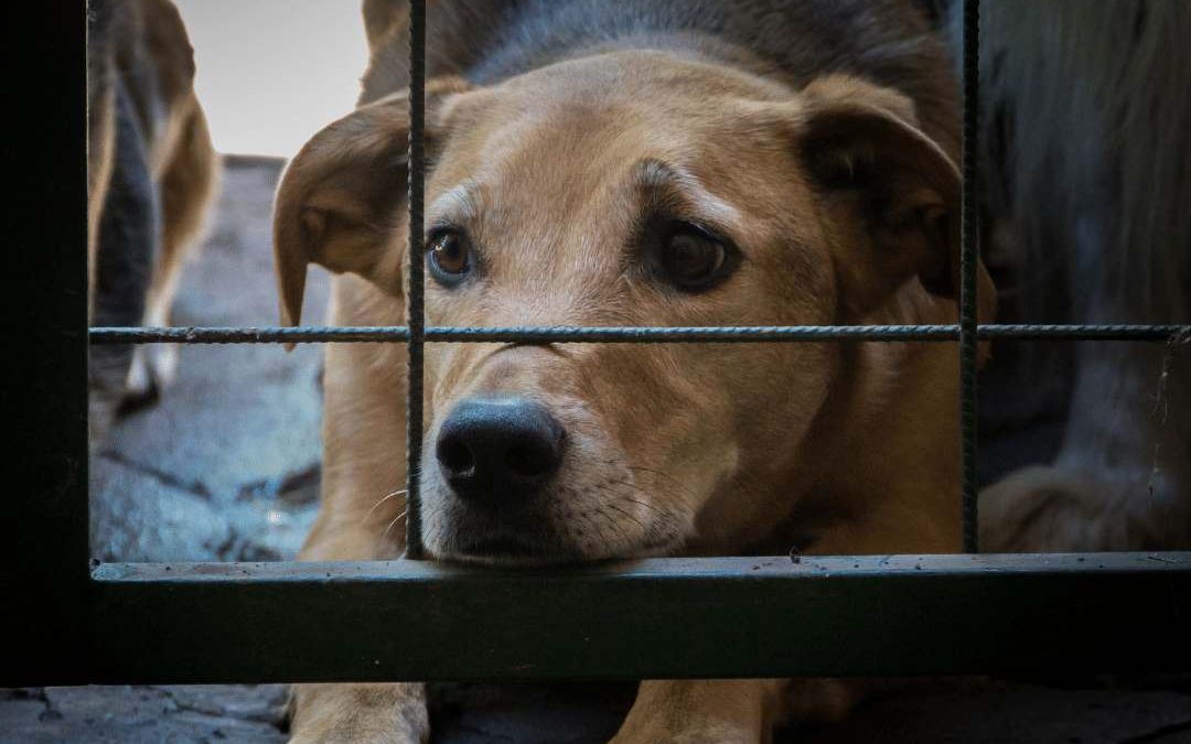 Lei Sansão: Maus-tratos de animais tem pena aumentada!